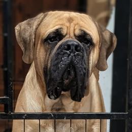 Mastiff puppies from Riddermark kennel