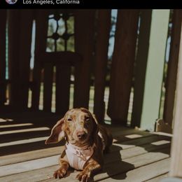 Minnie - Dachshund