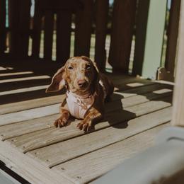 Minnie - Dachshund