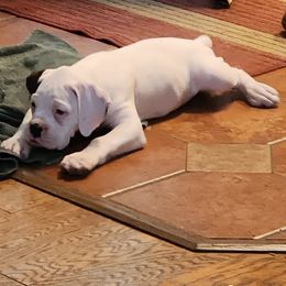 Chunk - White male Boxer puppy in Shelton, Washington from Clydesflashyboxers