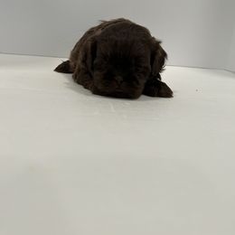 Shih Tzu Puppies from Moore Shih Tzus