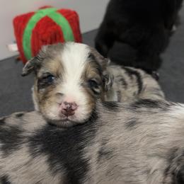 Australian Shepherd Puppies from Hamilton Farms