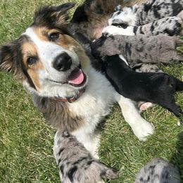 Australian Shepherds from Rose Petal Aussies
