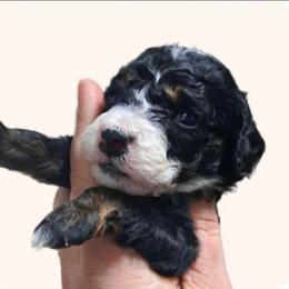 Guardian home opportunity - Tri-color female Bernedoodle puppy in Lafayette, Alabama from Williams Lake Doodles