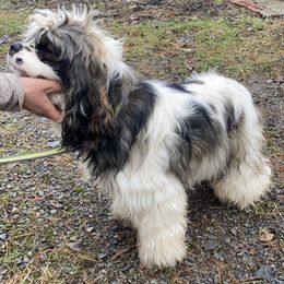 Harrison - Cocker Spaniel