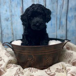 Charlie Brown - Black male Australian Labradoodle puppy in Brush Prairie, Washington from Fancy Pants Labradoodles