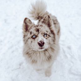Mateyo - Pomsky