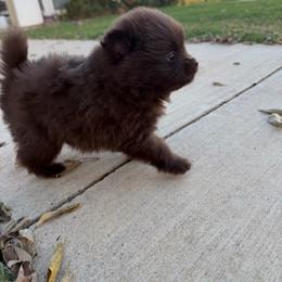 Cinnamon - Chocolate female Pomeranian puppy in Moody, Texas from Luxury Pets of Central Texas