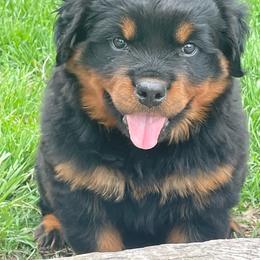 Kara - Black and mahogany female Rottweiler puppy in Industry, Illinois from KDKs Kennels
