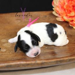 Sangria - Black and white female Cockapoo puppy in Mancelona, Michigan from Lavender poodles & doodles