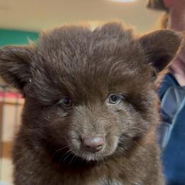 Jetti - Chocolate female Pomsky puppy in Spring Hill, Florida from PDQ Pomskies