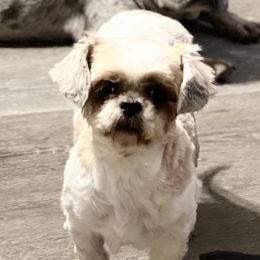 Jazzy Pooh - Shih Tzu