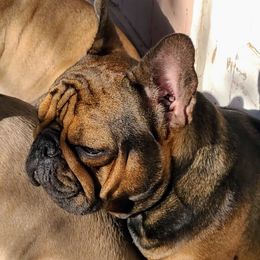 Monet  - French Bulldog