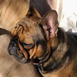Monet  - French Bulldog
