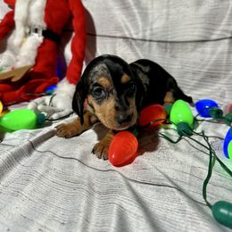 Tootsie - Dapple female Dachshund puppy in Corona, California from Over The Moon Dachshunds