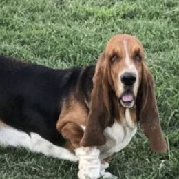 Basset Hounds from Jafen Kennel