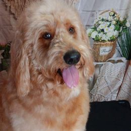 Yogi - Goldendoodle