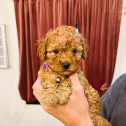 Lola - Red  female Goldendoodle puppy in Piedmont, Oklahoma from Perdue Puppies