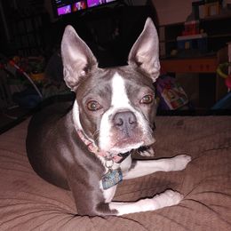 Jemma - Boston Terrier