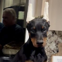 Doberman Pinscher Puppies from Rangewood Kennel
