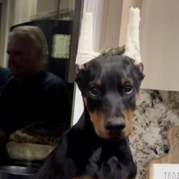 Doberman Pinscher Puppies from Rangewood Kennel