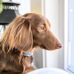 Percy - Dachshund