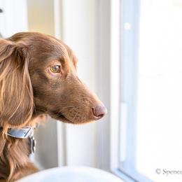 Percy - Dachshund
