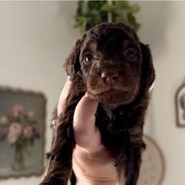 Zero - Brown and white male Bernedoodle puppy in Munster, Indiana from Miranda’s Sunshine Poodles and Doodles