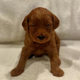 Jasper - Apricot male Goldendoodle puppy in Beaverton, Oregon from Mini Goldendoodles
