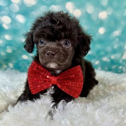 Joey - Brown male Poodle puppy in Newcomerstown, Ohio from Sheri’s Lil Angel’s