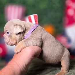 Princess - Lilac tri-color female Bulldog puppy in Burleson, Texas from Diamond Deluxx Frenchies