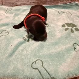 Ash - Black male Labrador Retriever puppy in Carriere, Mississippi from Cajun Water Retrievers
