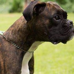 Boxers from VLH BOXERS