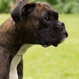 Boxers from VLH BOXERS
