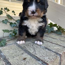Giblet - Black rust and white male Bernese Mountain Dog puppy in Fountain, North Carolina from Stargirl Bernese Mountain Dogs