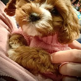 Cavachon, Cavalier King Charles Spaniel, and Cavapoo Puppies from Cavachon Love