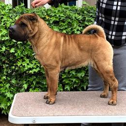 Chinese Shar-Pei All Grown Up from Dee Dee Wells's Chinese Shar-Pei