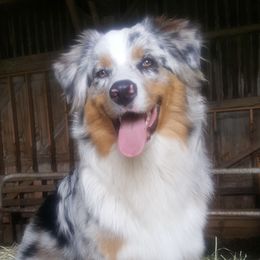 Cash - Australian Shepherd