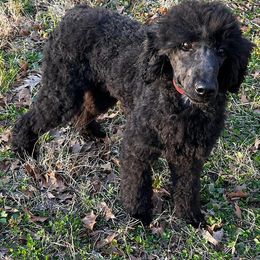 Miniature Schnauzers and Poodles from Bewitching Kennels