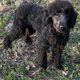 Miniature Schnauzers and Poodles from Bewitching Kennels