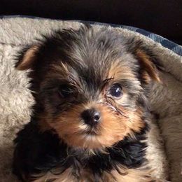 Yorkshire Terriers from Ojibwa Yorkies