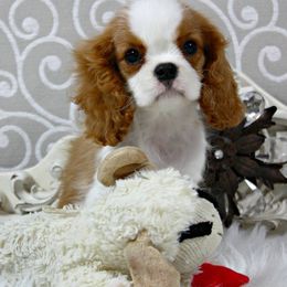 Cavalier King Charles Spaniel Puppies from Oak Haven Cavaliers