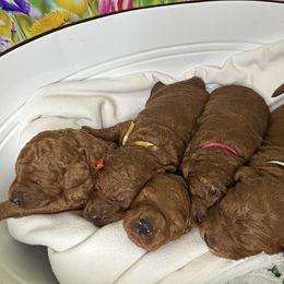 Goldendoodle Puppies from Ginger Doodles