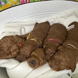 Goldendoodle Puppies from Ginger Doodles