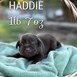 Haddie - Chocolate female Dilute Retriever puppy in Puyallup, Washington from 12 Door Farm Labradors