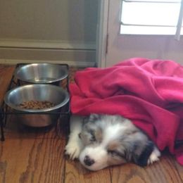 Australian Shepherd Puppies from Kelbrook Farm Australian Shepherds