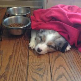Australian Shepherd Puppies from Kelbrook Farm Australian Shepherds