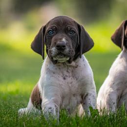 Raw Dog - Liver and white male German Shorthaired Pointer puppy in Pasco, Washington from TJ’s High Country Kennel