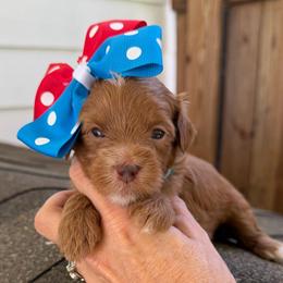 Sprite - Red  female Goldendoodle puppy in Macon County, North Carolina from Mountain Doodles