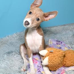 Boomerang.....Cream, 2 - Blue cream and white female Basenji puppy in Eugene, Oregon from Basenji Puppies